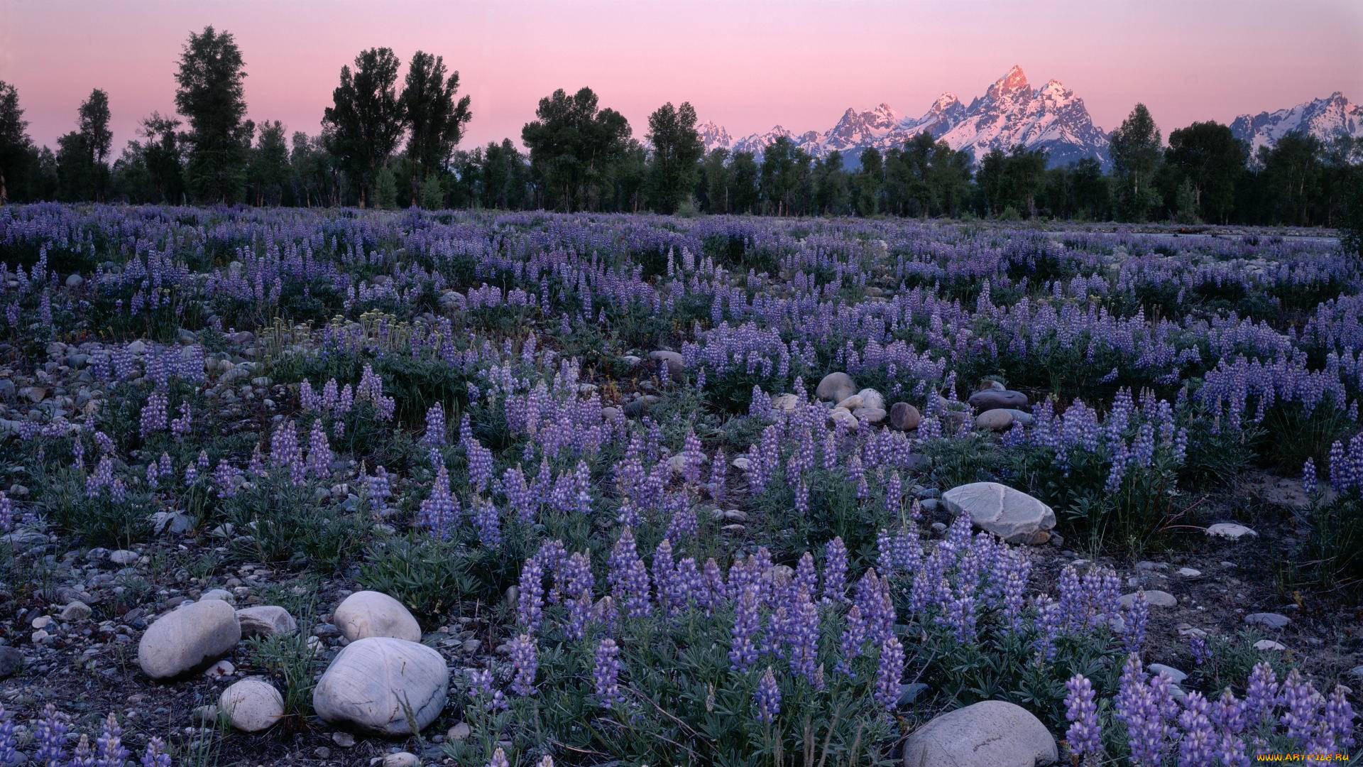 sunrise, glow, on, field, of, lupines, , , , , 